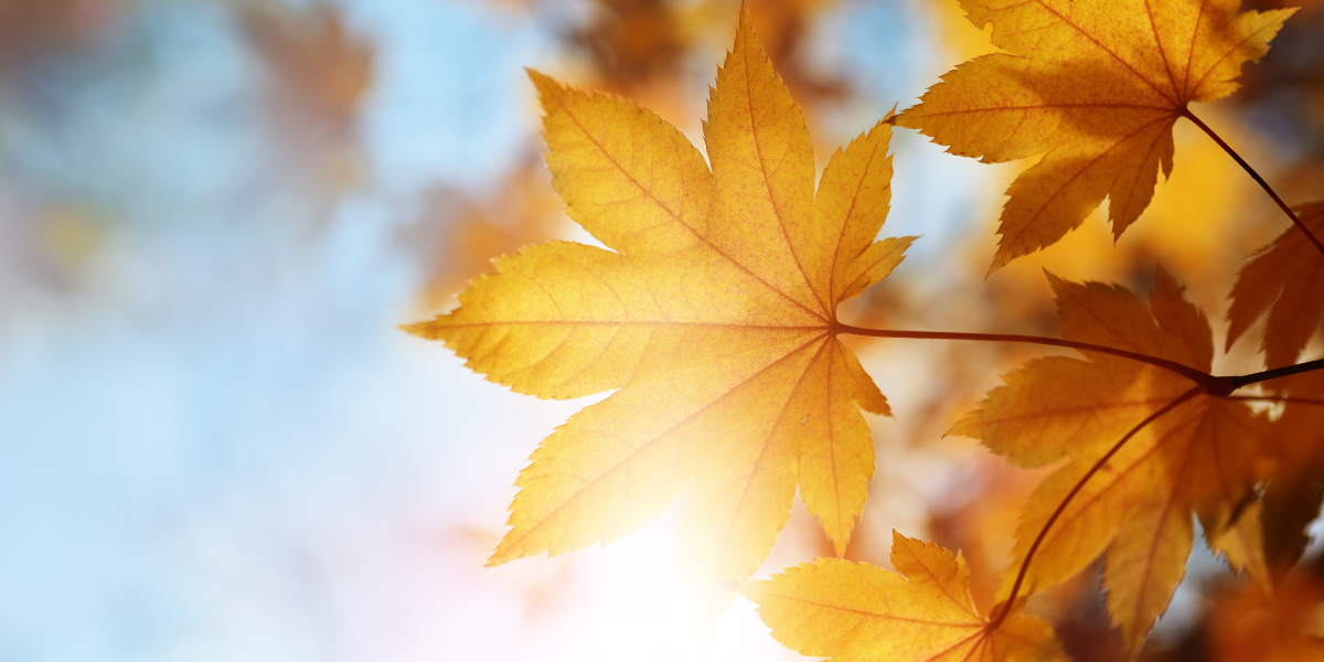 A brightly colored maple leaf in the fall